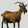 Alpine Goat