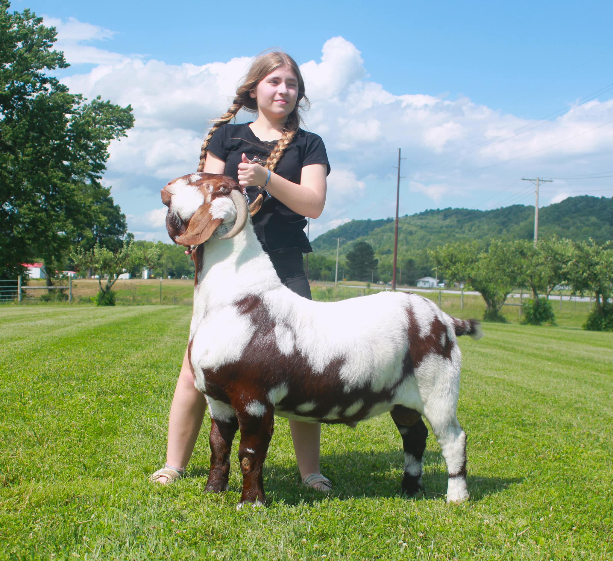 Boer Goat