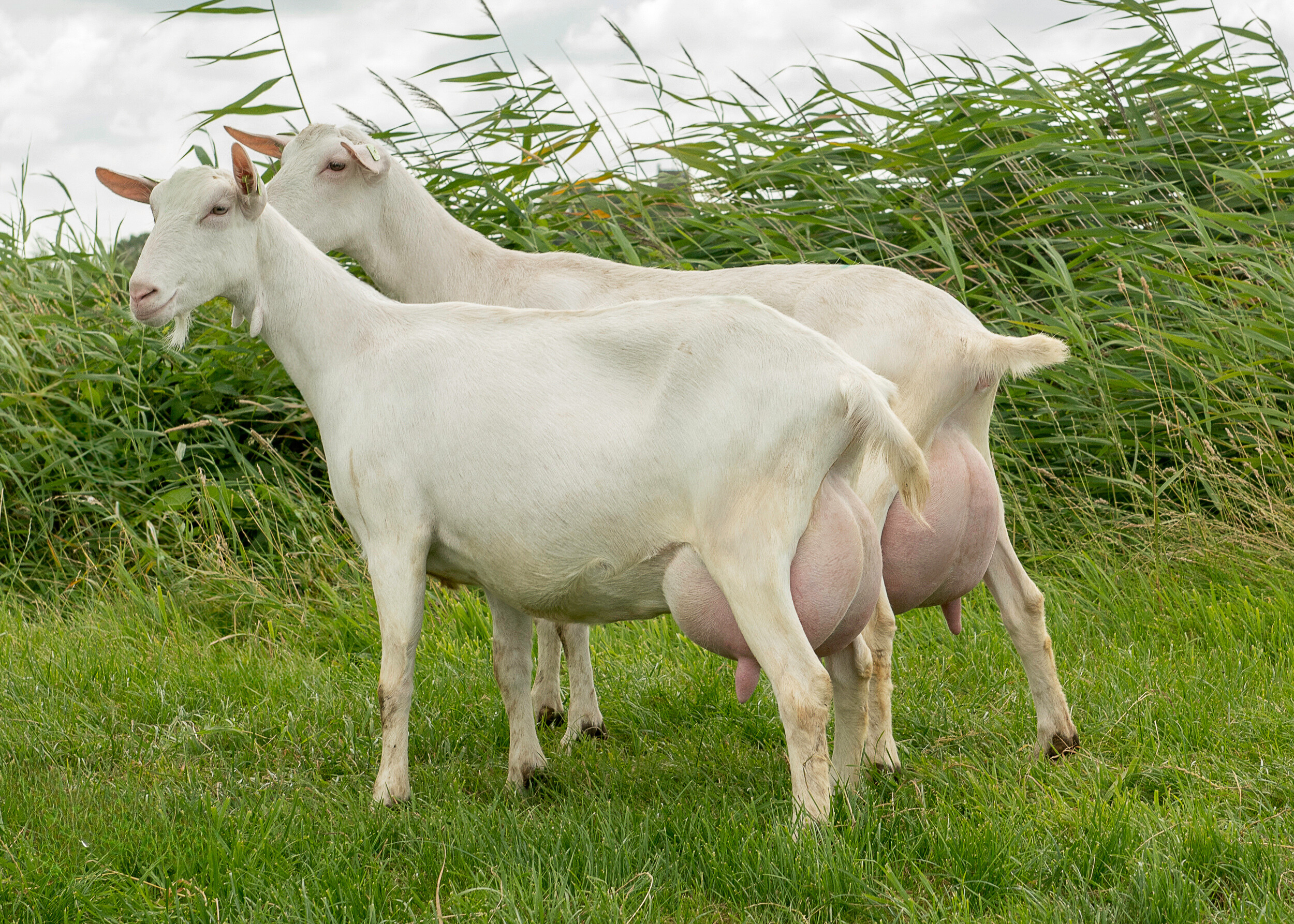 Saanen Goat