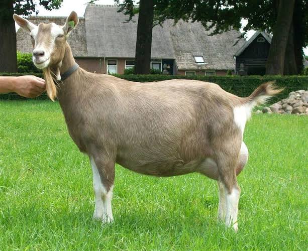 Toggenburg Goat
